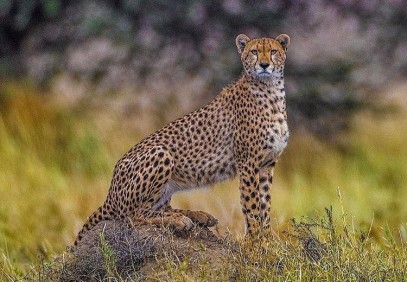 8-Day Following the Migration Footsteps Safari