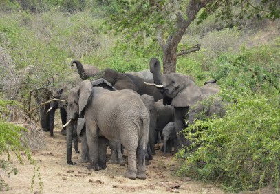 14 Days Chimps, Gorillas and Wildlife Safari