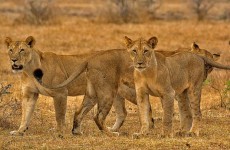 7 Days Tarangire, Serengeti, Lake Manyara, Lake Natron Safari