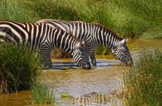 4 Days Amazing Tanzania Safari