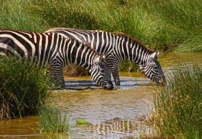 4 Days Amazing Tanzania Safari