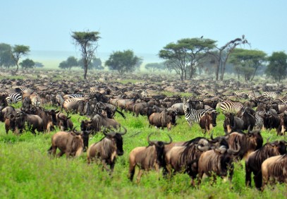 5 Days Serengeti Migration Calving Season Safari