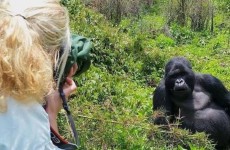 4 Days Luxury Gorilla Trekking & Lake Bunyonyi