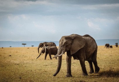 6 Days Best Value Mid-Range Group Sharing Safari