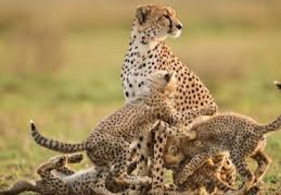 4 Days Safari Ngorongoro Crater Tanzania Safari