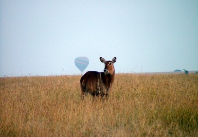 8 Days Amboseli, Rift Valley Lakes and Masai Mara
