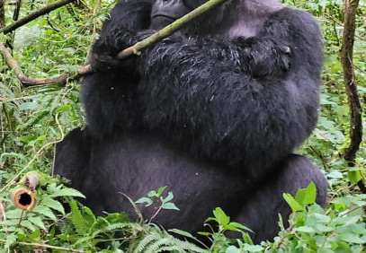 13 Days Rwanda Chimpanzee & Gorilla Trek