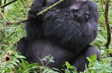 9 Days Rwanda Uganda Gorilla Trekking