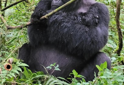 9 Days Rwanda Uganda Gorilla Trekking