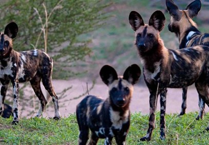 9 Days Epic Adventure in Selous, Mikumi & Ruaha