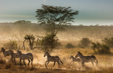 5 Days Safari in Tarangire, Serengeti & Ngorongoro