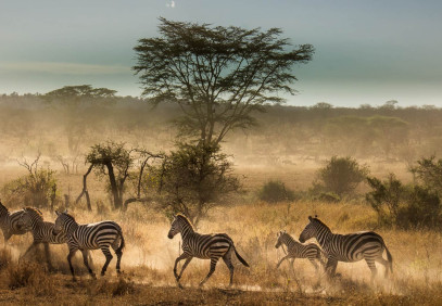 5 Days Safari in Tarangire, Serengeti & Ngorongoro