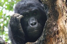 3-Day Gorilla Trekking & Batwa Uganda Budget Tour