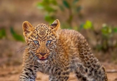 Ultimate Photo Safari