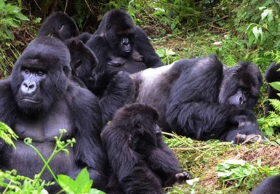 1-Day Rwanda Gorilla Trek( Transfer )