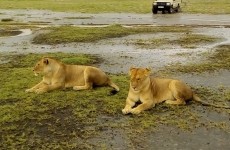 4-Day Tanzania Wildlife Camping Safari