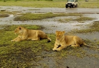 4-Day Tanzania Wildlife Camping Safari