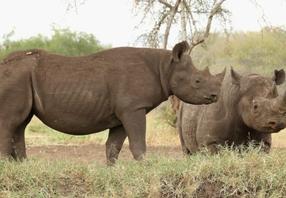 5-Day Tanzania Green Season Safari
