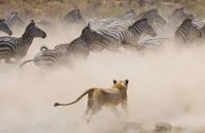 3-Day Taste of Tanzania Safari
