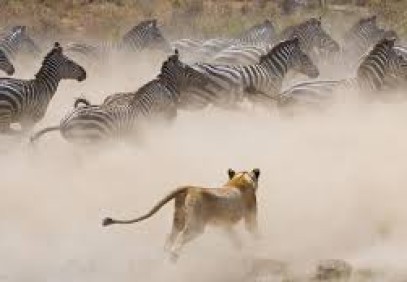 3-Day Taste of Tanzania Safari