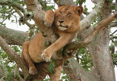3 Days Wildlife & Birding Safari to Queen Elizabeth National Park