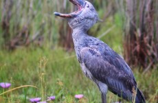 14 Days Birding Experience with Gorilla and Chimp Tracking