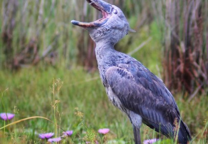 14 Days Birding Experience with Gorilla and Chimp Tracking