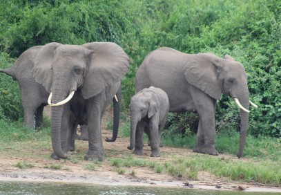 4-Day Gorilla and Wildlife Tour