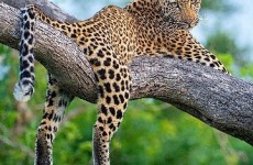 5-Day Ngorongoro Highlands to Lake Natron Trekking Safari
