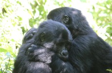 6-Day Uganda Primate Trekking Safari