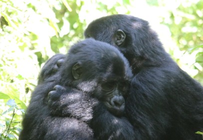 6-Day Uganda Primate Trekking Safari