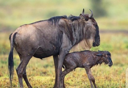4-Day Serengeti Migration & Ngorongoro Crater Safari
