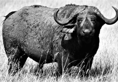 5 Days Masai Mara & Lake Nakuru