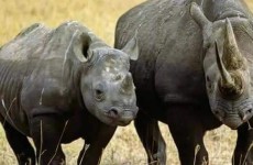 3 Days Safari Tsavo East and West