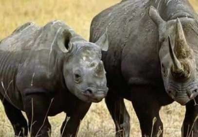 3 Days Safari Tsavo East and West