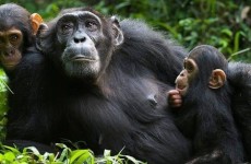 3-Day Budget Gorilla Safari Uganda