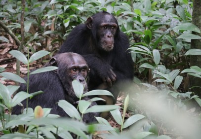 3-Day Kibale Chimpanzee Trek Safari