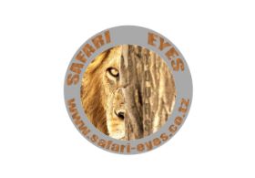 Safari Eyes