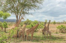 10-Days Tanzania Safari Tour