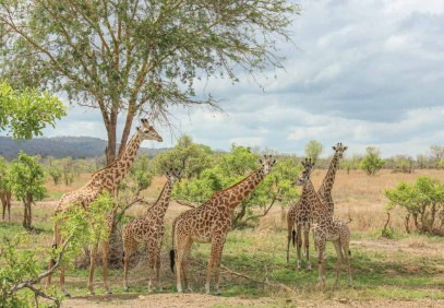 10-Days Tanzania Safari Tour
