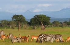 5-Days Southern Circuit Safari