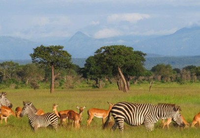 5-Days Southern Circuit Safari