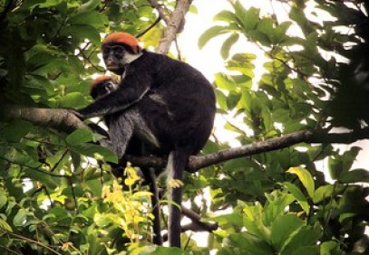 3-Day Gorilla Safari in Rwanda