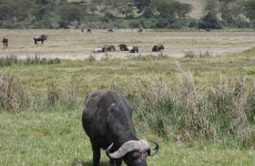 4 Days Tanzania Safari Ngorongoro, Serengeti & Tarangire