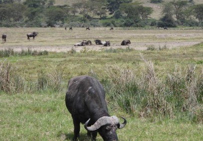 4 Days Tanzania Safari Ngorongoro, Serengeti & Tarangire