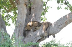 7 Days Uganda Wildlife Adventure