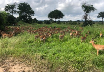 3-Day Selous/Nyerere National Park Safari