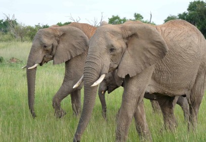 8 Days Amboseli, Naivasha, Lake Bogoria, Lake Nakuru & Masai Mara