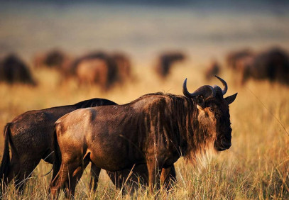 6 Days Migration Safari in June