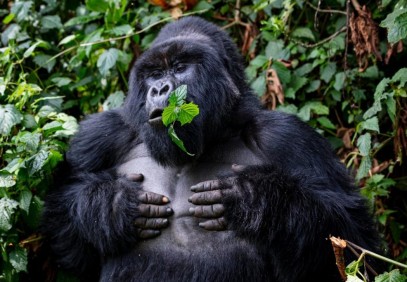 3 Days Gorilla Trekking Safari in Bwindi